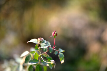 Closeup of a Rosebud in a garden, Red Rose Bud rowing on a bush with greenery in the background.