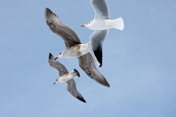 Möwen fliegen zusammen