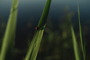 Red ladybug on a green cane leaf. Close-up, there is a place for text.