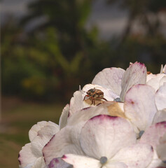 escarabajo