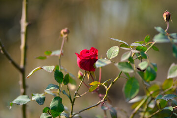 Colorful beautiful  delicate red rose in the garden, Beautiful red roses garden