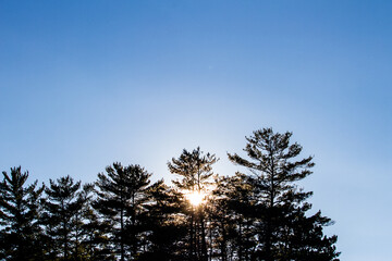 Sun through trees
