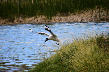 Seagull Landing in a Lake in Valle Hermoso, Malargüe, Mendoza, Argentina