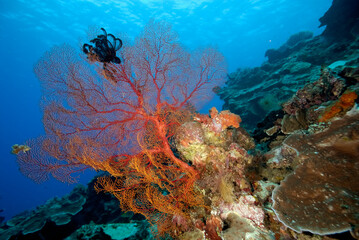 A picture of the coral reef