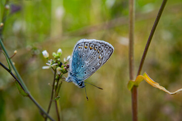 Butterfly  in Bulgaria