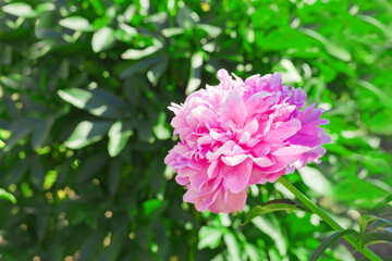 Pink peony flower at the garden at summer time. Beautiful peonies background in vintage style. close-up.