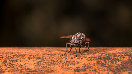 Fliege sitzt einsam auf einen Dachziegel