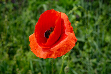 Papaver in Bugaria
