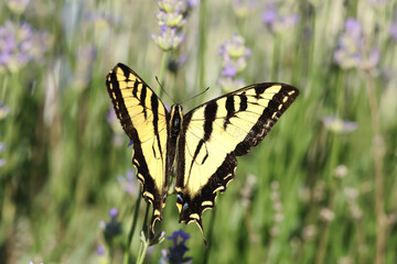 Pretty patterns on a yellow swallowtail.