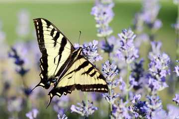 Swallowtail butterfly and lavender.