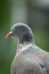 Gennevilliers, France - 07 04 2021: Close up shot of a wood pigeon on my balcony
