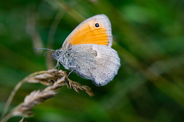 Butterfly in Bulgaria