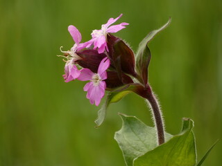 Red campion (Silene dioica) - close up of dark pink flowers, Poland