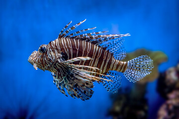 Fototapeta na wymiar Red Lionfish - Pterois volitans or zebrafish is a venomous coral reef fish in the family Scorpaenidae. Close-up a striped predatory fish in a blue backlit fish tank