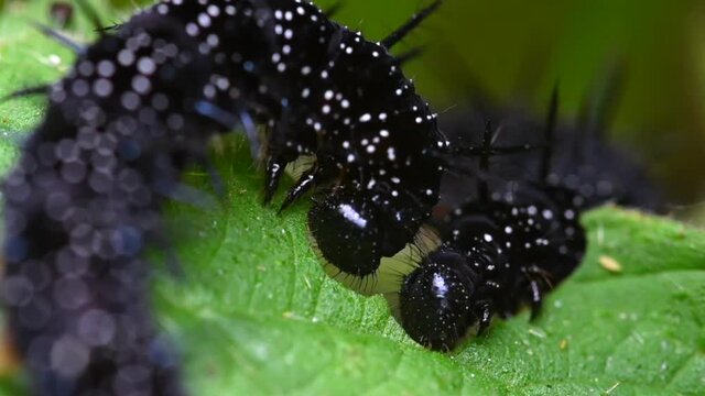 Two peacock caterpillars eating nettle leaves in real time