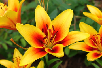 Obraz premium Yellow-red lilies