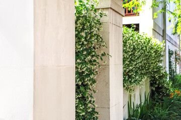 Greenery covered outdoor concrete walls of a building or home.