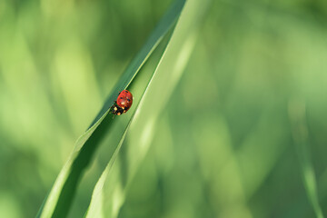Red ladybug on a green cane leaf. Close-up, there is a place for text.