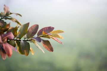 Guava leaves on the tree in an organic tropical garden.