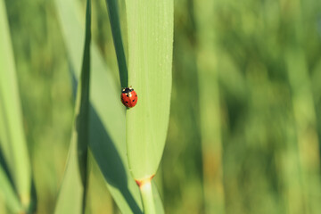 Red ladybug on a green cane leaf. Close-up, there is a place for text.