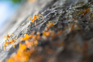 yellow ants on the ground