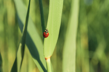 Red ladybug on a green cane leaf. Close-up, there is a place for text.