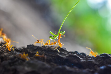 yellow ants on the ground