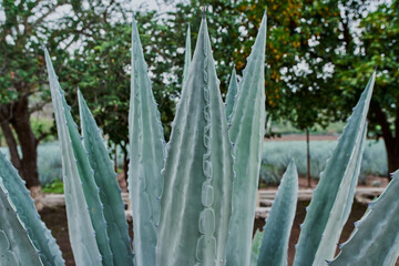 Plantación de agave azul en el campo para hacer tequila concepto industria tequilera