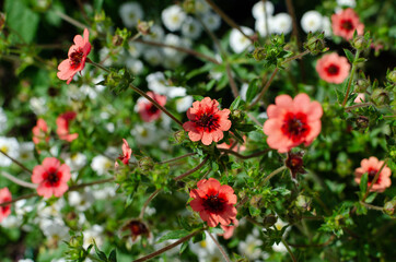 red poppies in the field