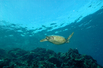 Obraz premium A turtle in the sea