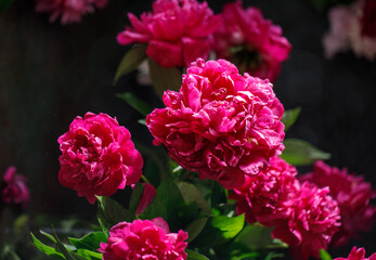 Pink peony flowers bouquet on rustic background with copy space. Women's day or wedding concept. Greeting card
