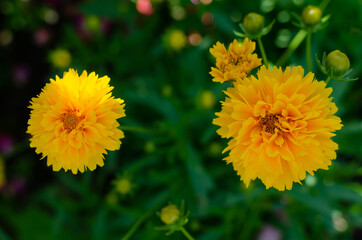 yellow dandelion flower
