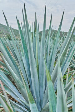 Plantaci&oacute;n de agave azul en el campo para hacer tequila concepto industria tequilera