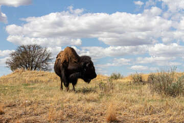 Bison looking to the side