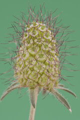 Scabiosa atropurpurea Sweet scabious hairy fruit with polygonal shaped fruits in a kind of...