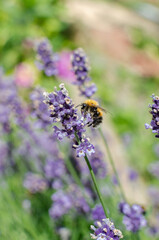 lavender and bee