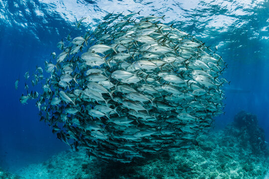 Dense sphere-shaped bigeye trevally

