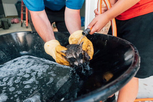People using a water hose to rinse off raccoon. 