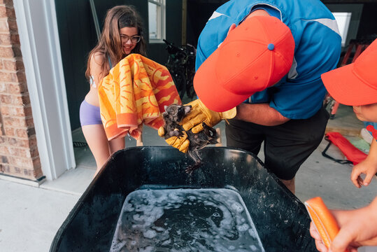 Male checking out the gender of a baby raccoon. 