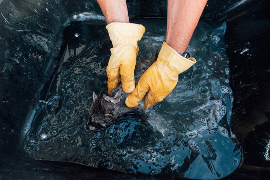 Abandoned raccoon getting a bath in a wheelbarrow. 