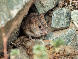 Gorny Altai. Altai birch mouse (Sicista napaea) in the habitat.