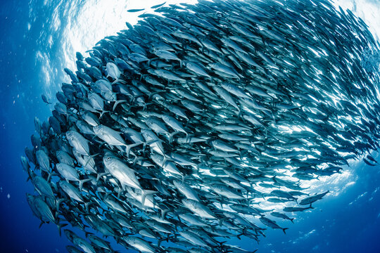 Bigeye trevally
