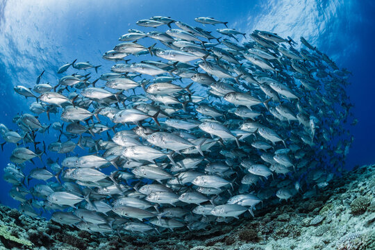 A school of Bigeye trevally