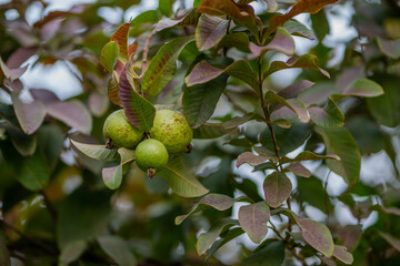 Obraz premium Guava fruit tree in an organic tropical garden, Fresh and Healthy guava raw fruit in the guava farm.