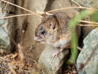 Naklejka na ściany i meble Gorny Altai. Altai birch mouse (Sicista napaea) in the habitat.