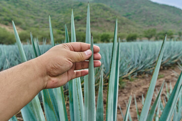 La mano de una persona agarrando una penca de agave azul en el campo para hacer tequila concepto de...