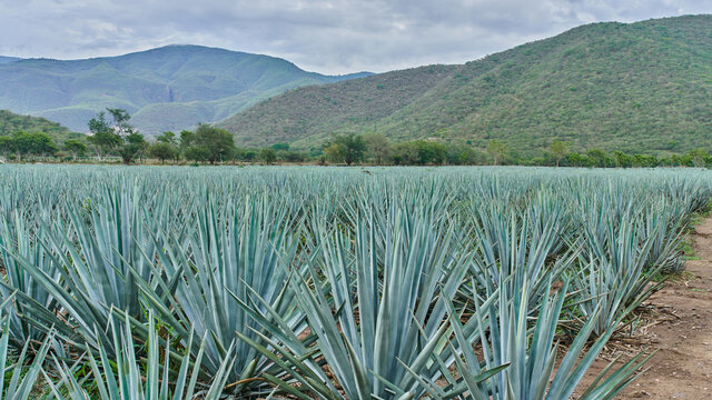 Plantaci&oacute;n de agave azul en el campo para hacer tequila concepto industria tequilera