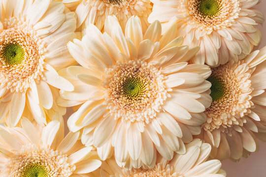 Pale Gerbera Daisy 