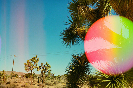 Yucca trees with rainbow sphere
