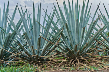 Plantación de agave azul en el campo para hacer tequila concepto industria tequilera